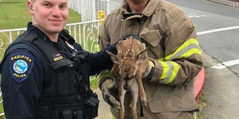 WATCH: Baby deer rescued from...