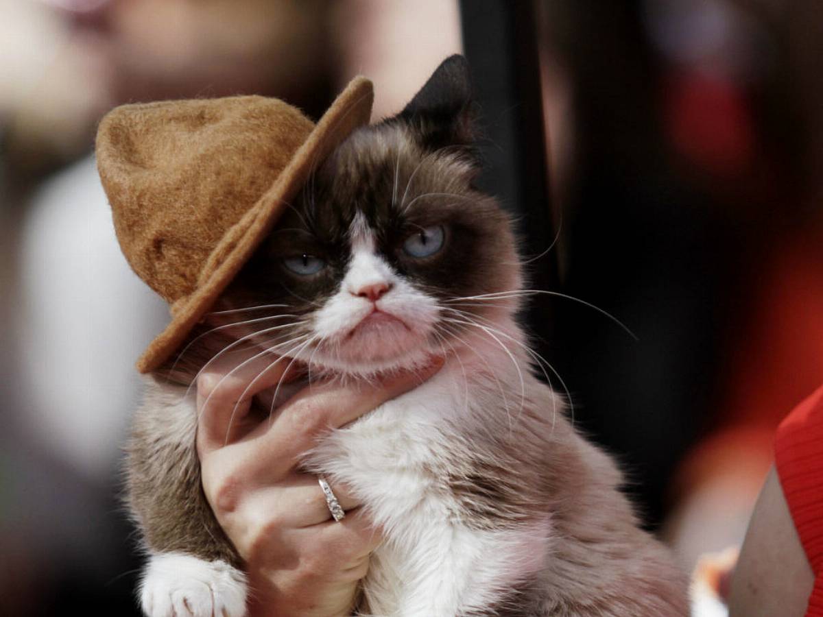 Grumpy Cat Dies at Seven After Becoming Internet Sensation - Bloomberg