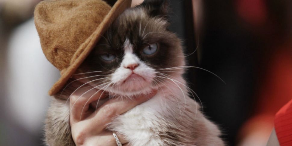 Internet star Grumpy Cat dies...