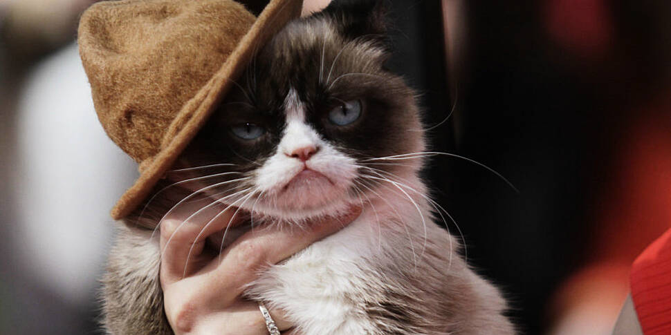 Internet star Grumpy Cat dies...