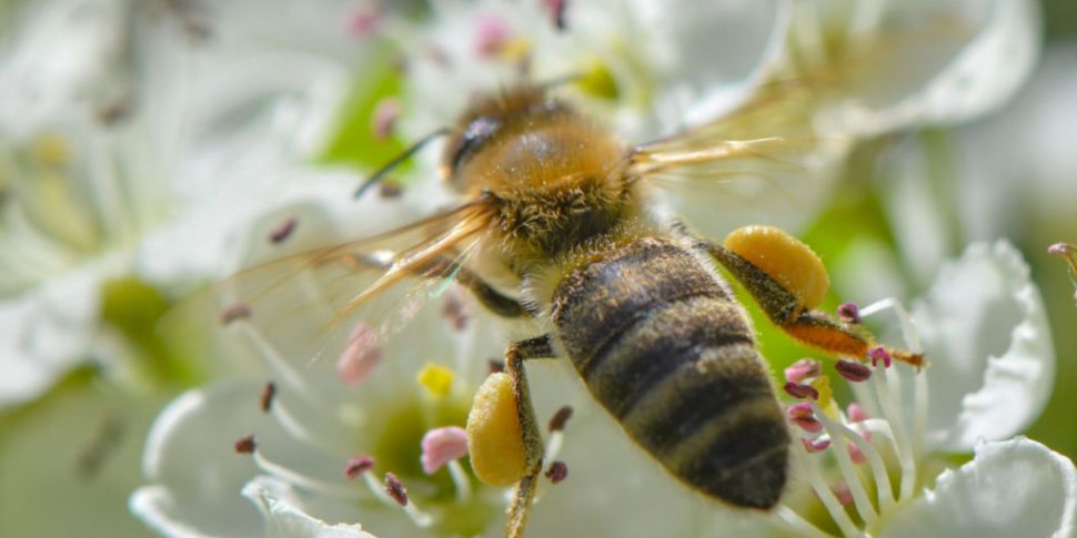 World Bee Day: President warns...