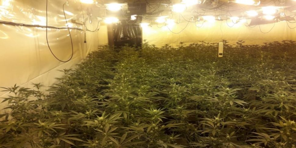 €900,000 worth of cannabis pla...