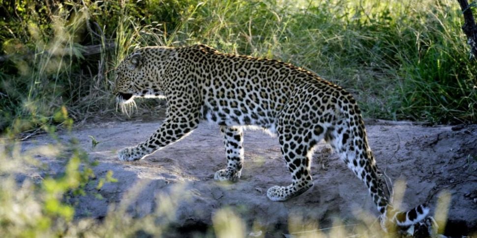 Toddler killed by leopard at n...
