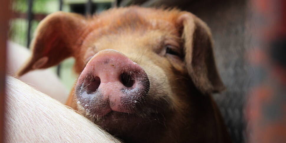 'Don't bring pork into Ireland...