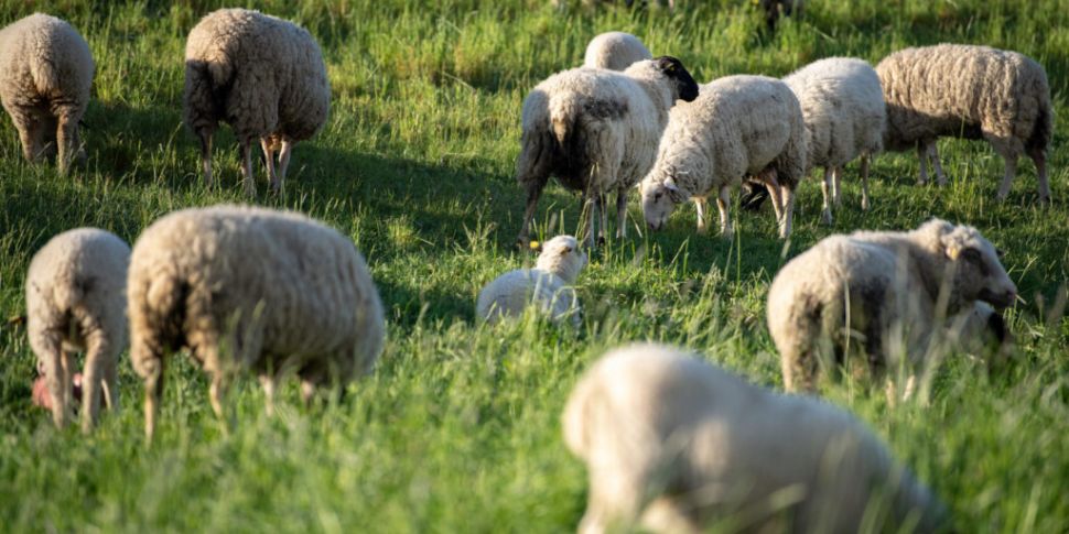 Over 100 sheep stolen in Co Me...