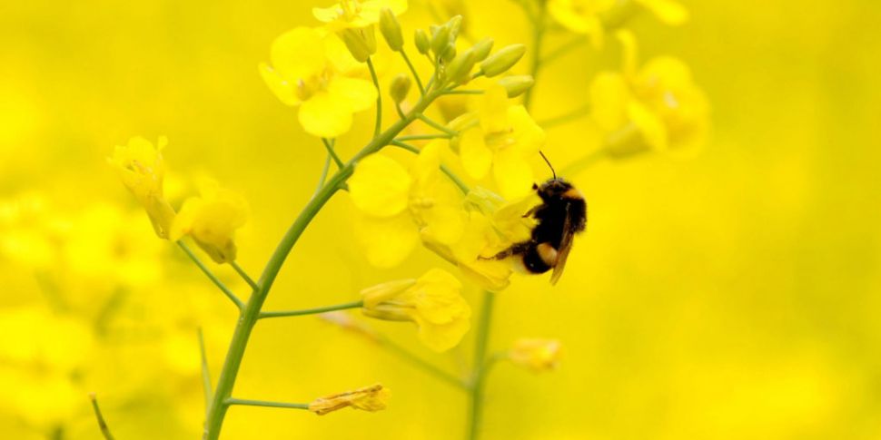 US beekeepers lost nearly 40%...