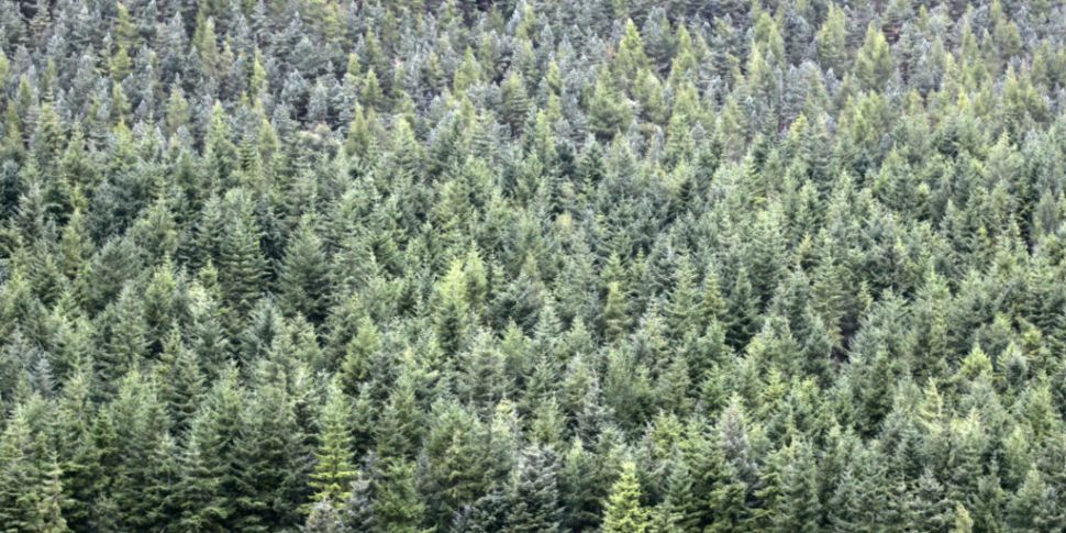 Coillte to open more forests t...