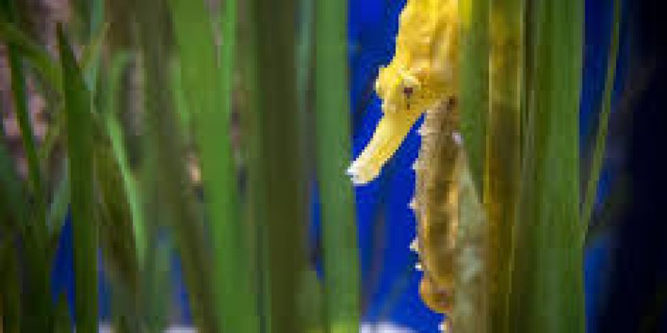 Seahorses are been used for Ch...