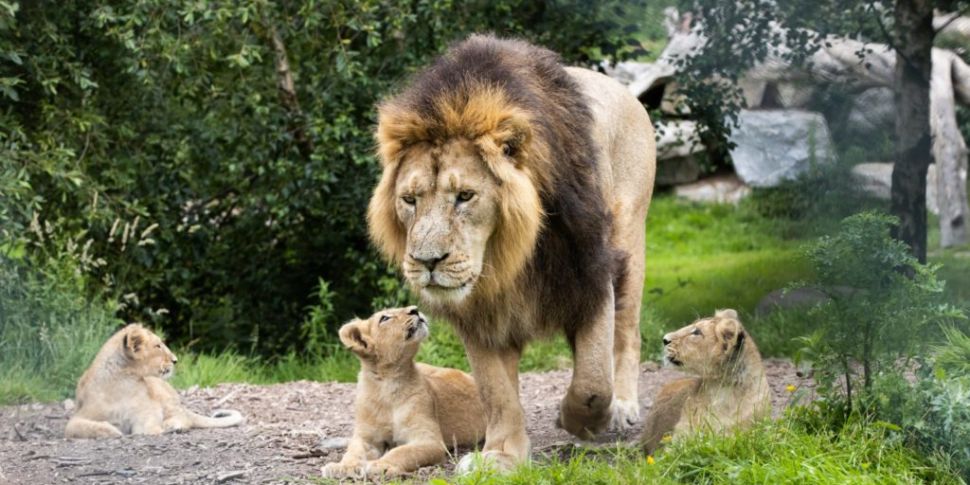 Fota Wildlife Park visitors to...