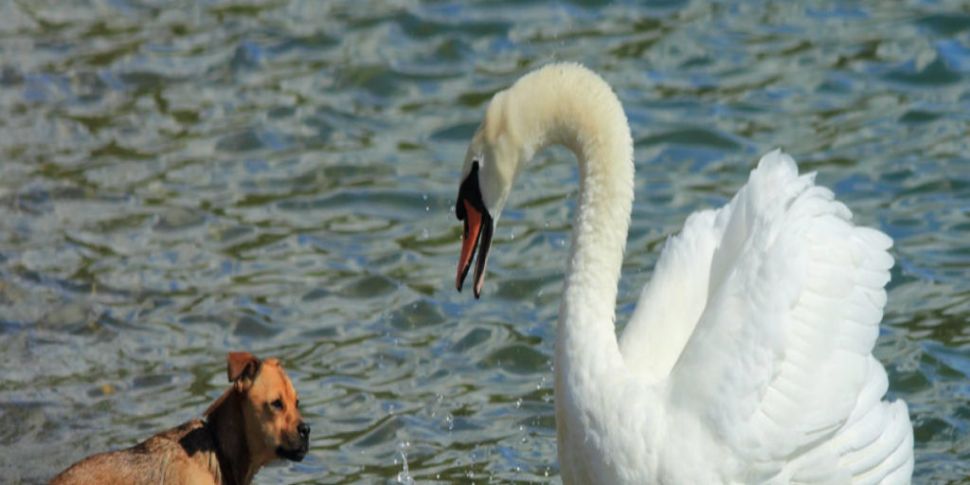 The swan that attacked a dog