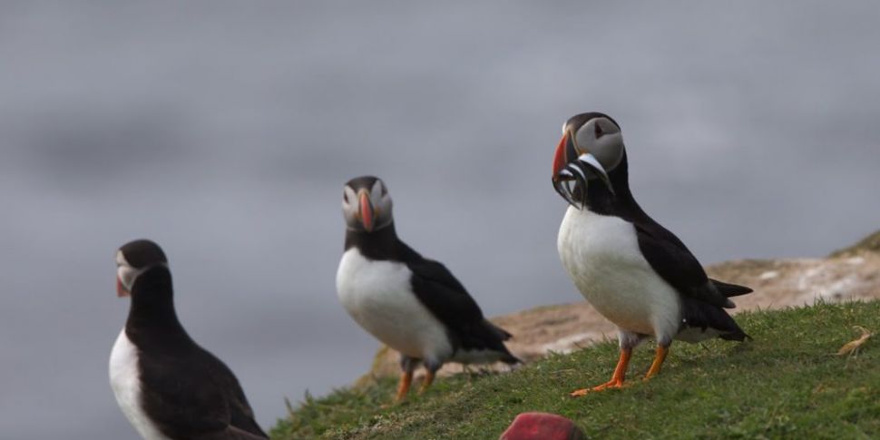 Irish puffins have learned to...
