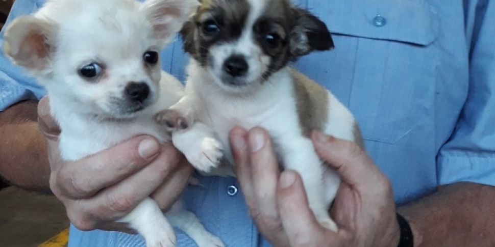 Puppies seized by Revenue at D...