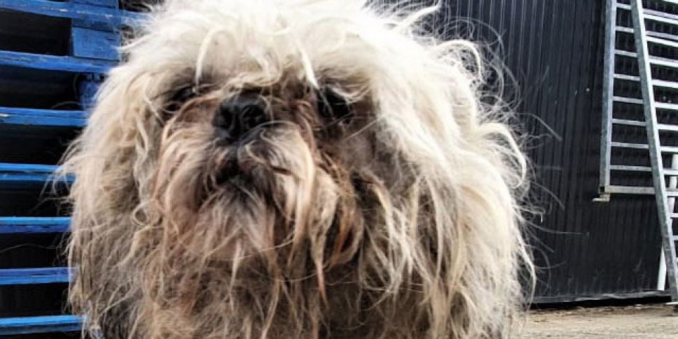 Shih Tzu Dog Eaten Alive By Maggots In Dublin Newstalk