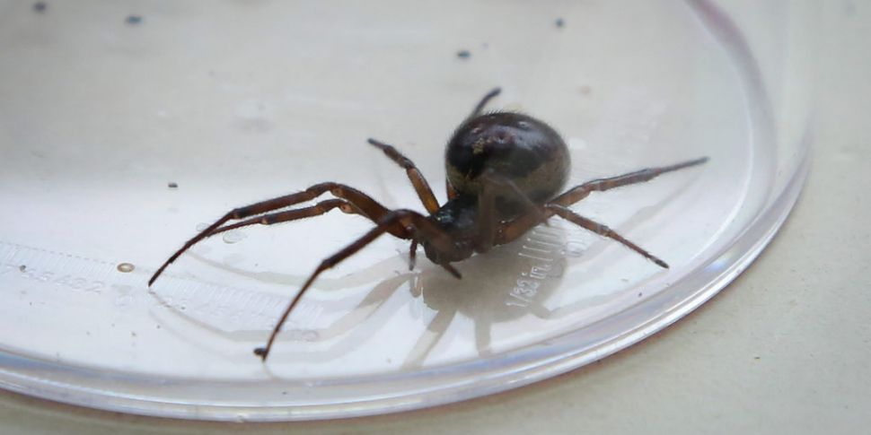 Noble false widow spiders 'und...