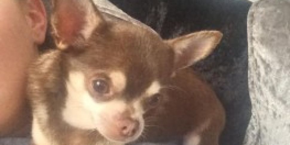 Seagull snatches tiny dog from...