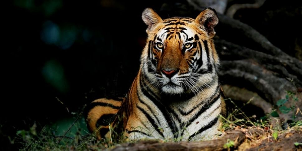 The tiger census in India