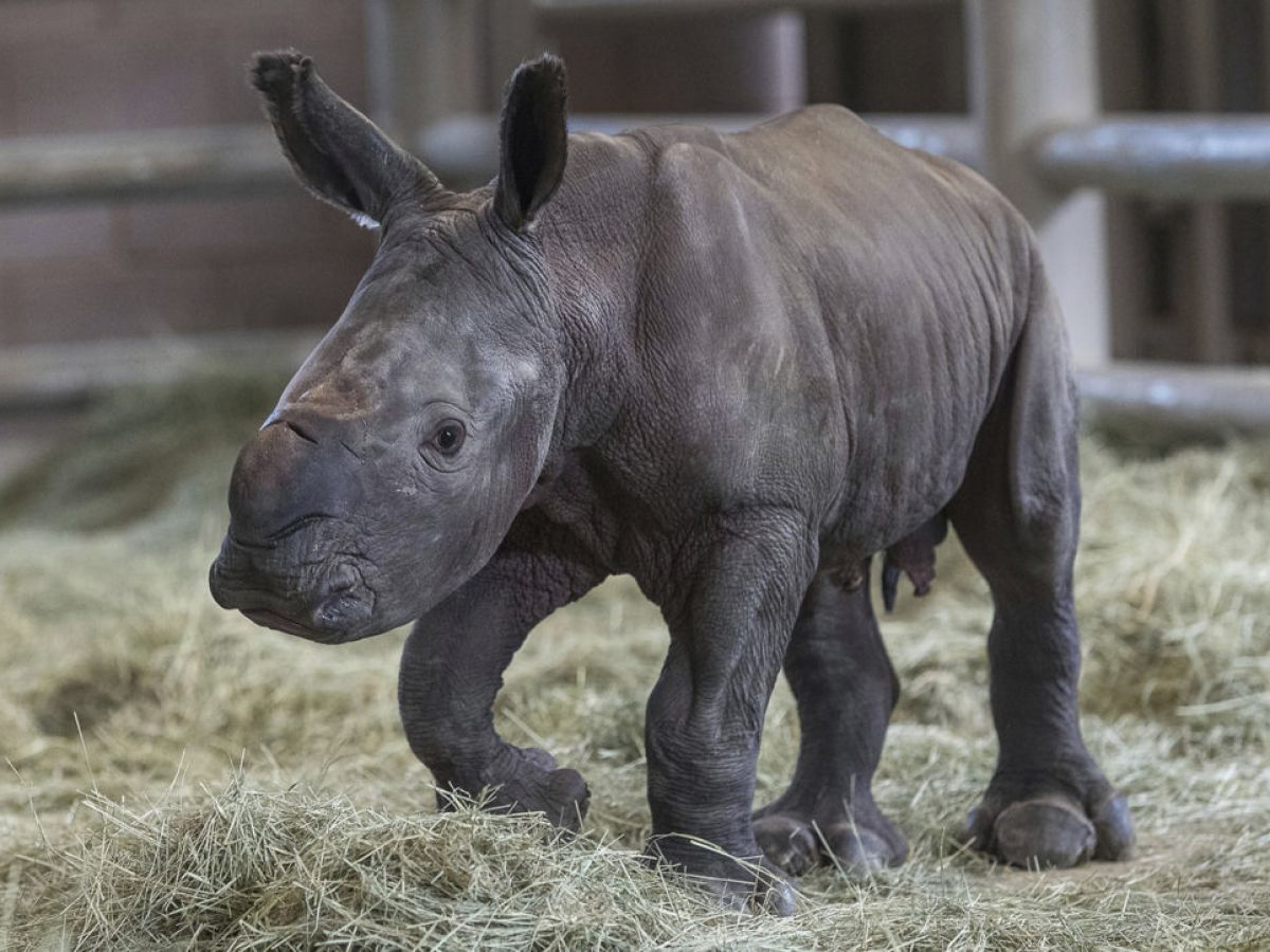 San Diego Zoo welcomes birth of white rhino calf
