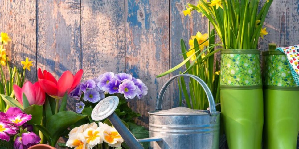 Ask the Expert: Gardening with...