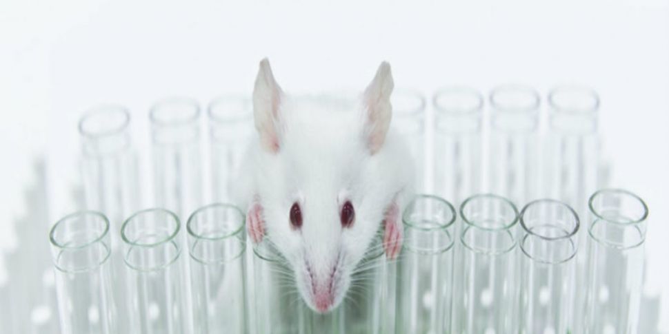 Human animal hybrid experiments in Japan | Newstalk