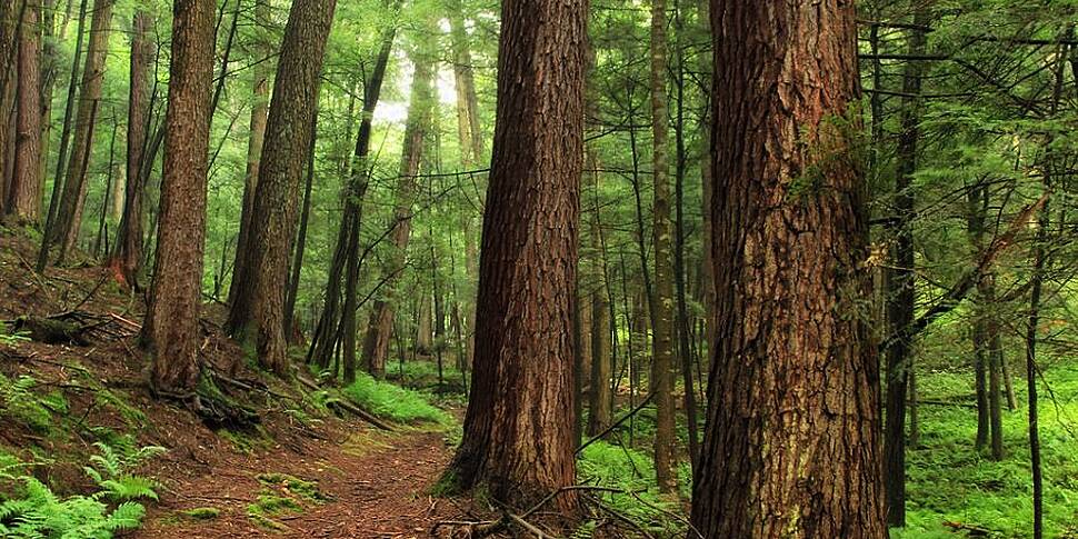 Body Image, Forest Bathing and...