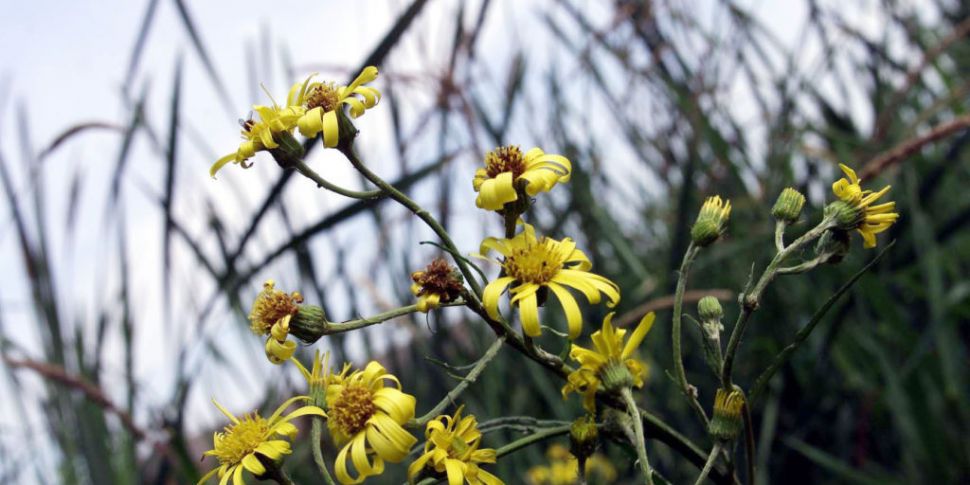 Common Irish wild flower fatal...