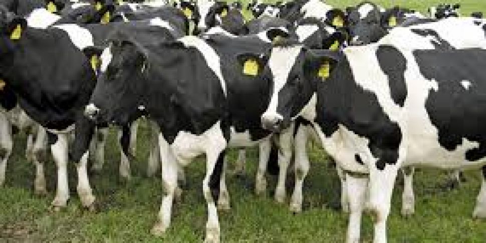 Farming: Cows struck by lightn...