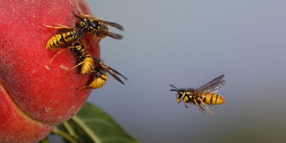 Farming: Beware of the wasps