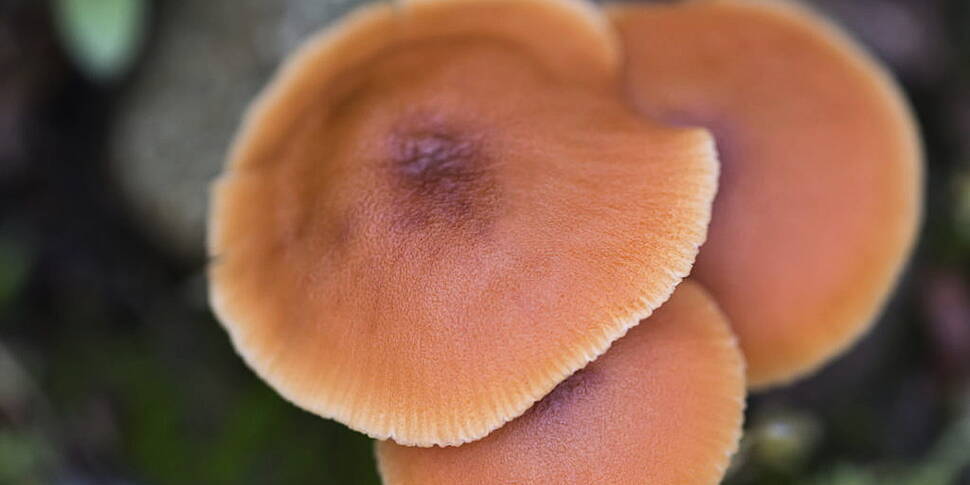 Alert over wild mushrooms afte...
