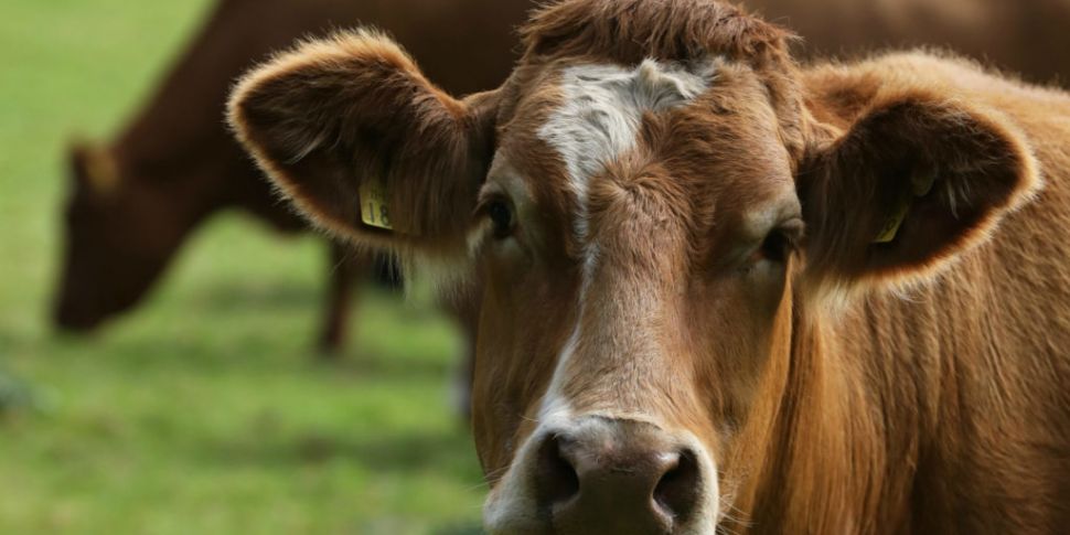 Beef farmers in line for €50m...