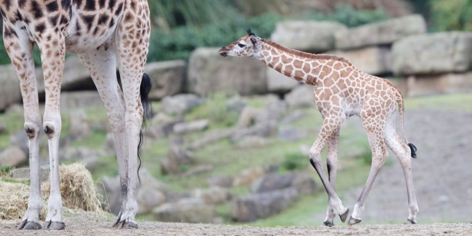 Dublin Zoo welcomes new giraff...