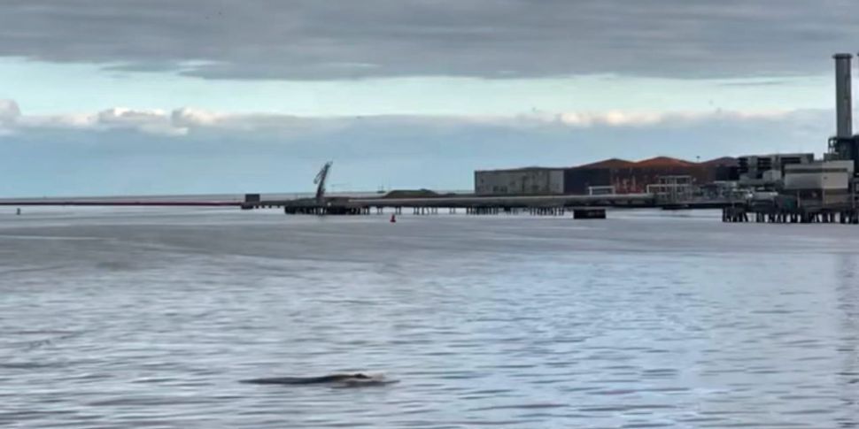 Whale discovered near Dublin P...