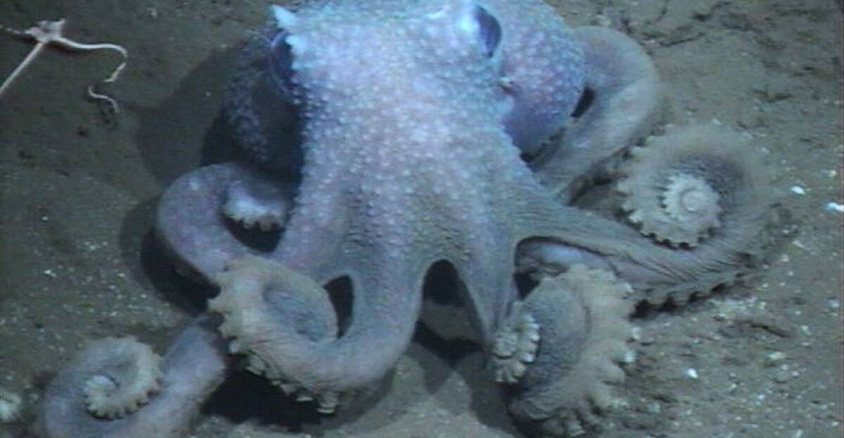 Irish co-authored study reveals the mystery behind octopus skin | Newstalk