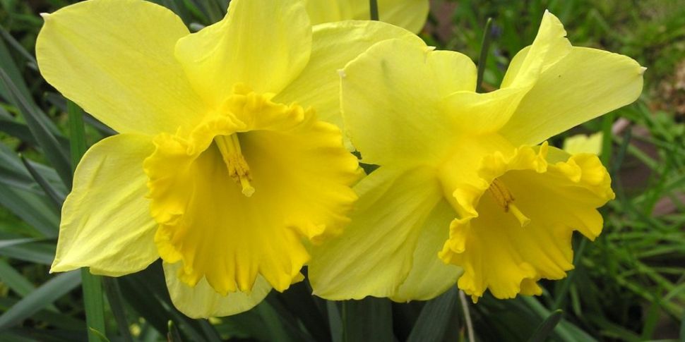 Gardening: October is bulb pla...