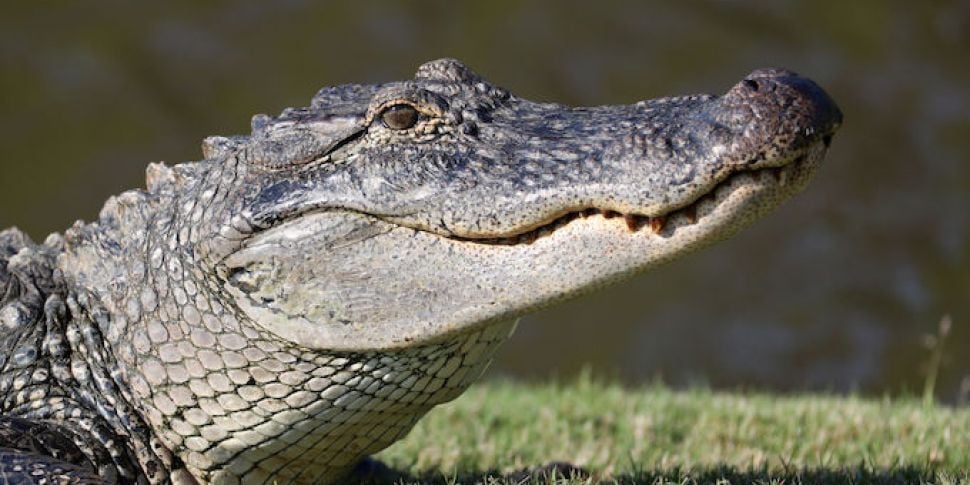 Surviving an alligator attack