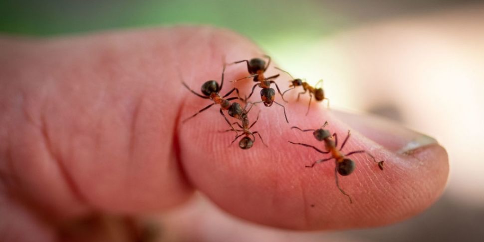 Cannibal ants discovered in Po...