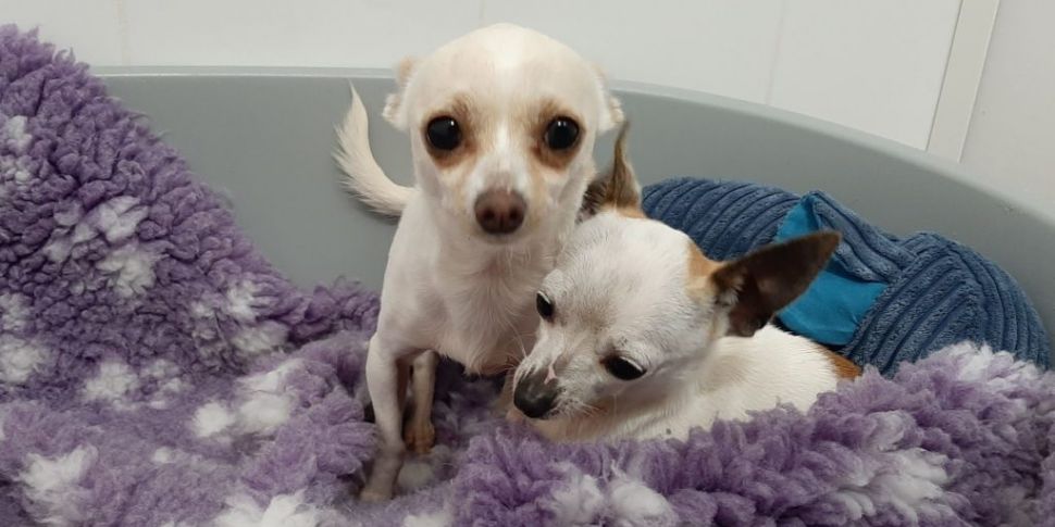 Two Chihuahua dogs seized at D...