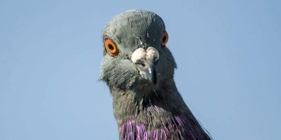 Why pigeons lose their toes