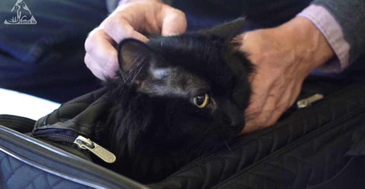 Missing cat reunited with owner five years and 1,200 miles later | Newstalk