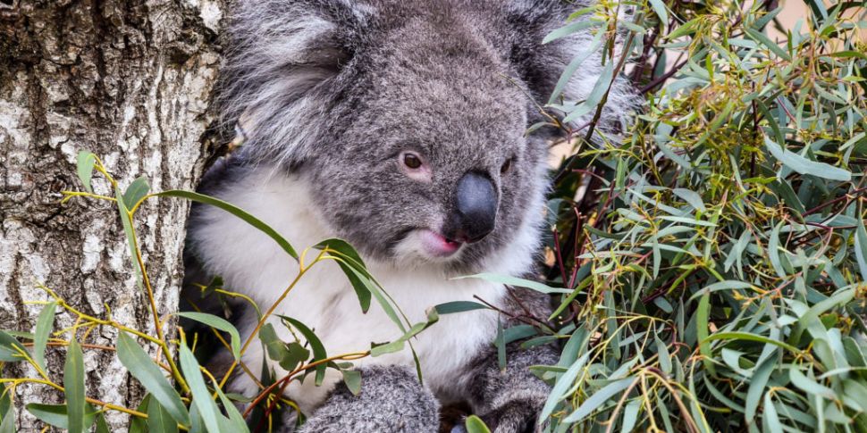 Charity working to save koalas...