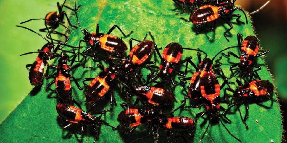 Down To Earth: Bug Apocalypse