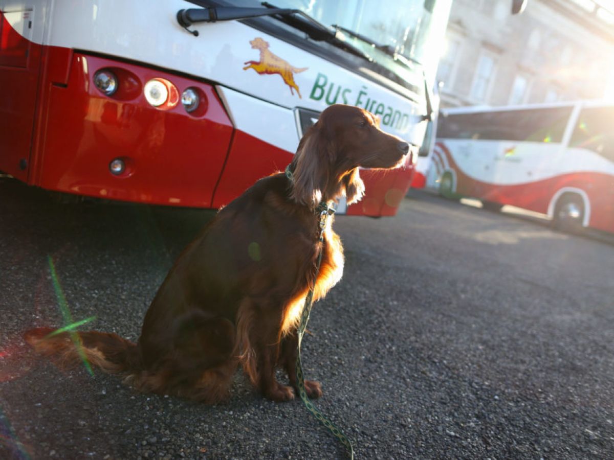 Bus hot sale eireann dog