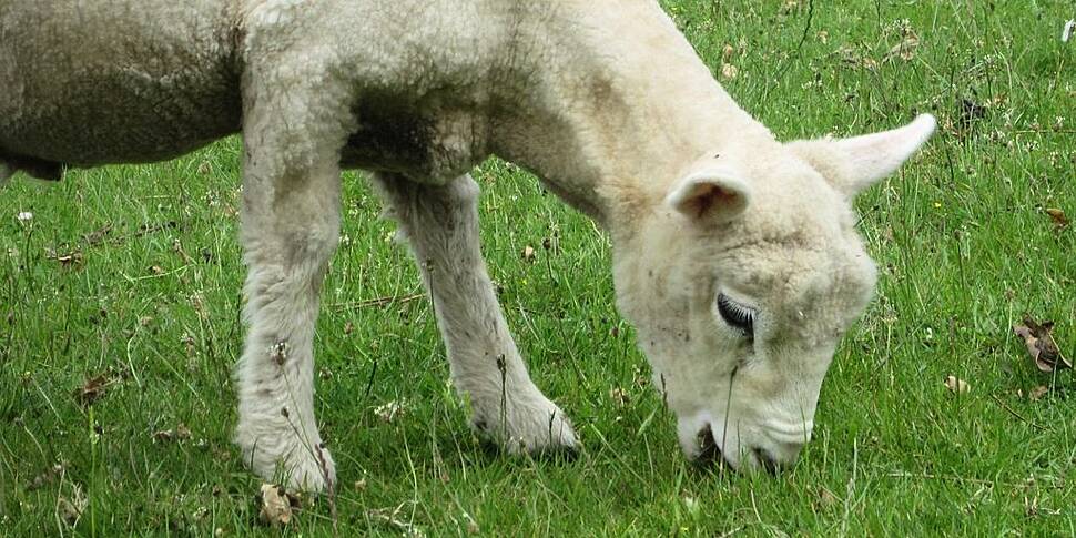 Farming: Record Lamb Prices In...