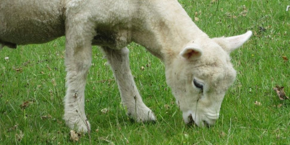 Farming: Record Lamb Prices In...