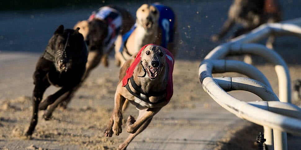 Greyhound racing: Should Irela...