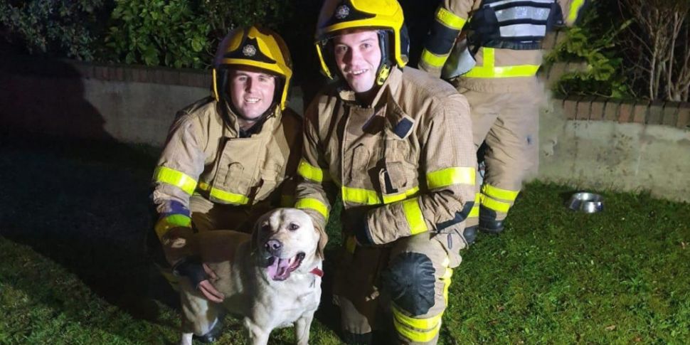 Dublin Fire Brigade rescue dog...