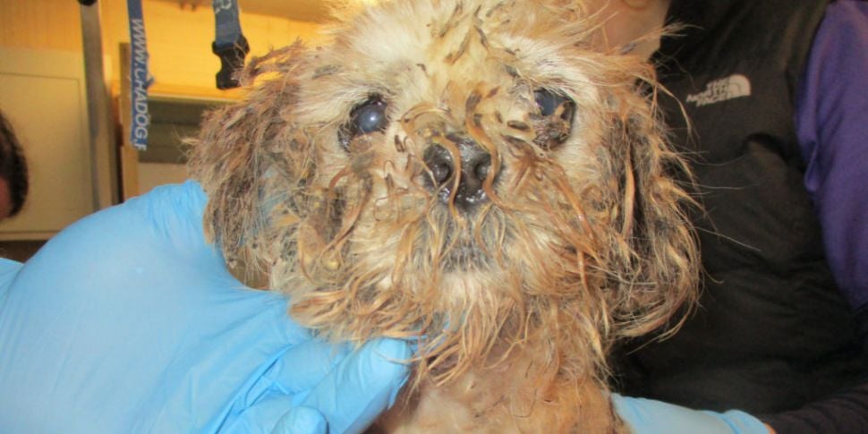 Eight dogs removed from "...