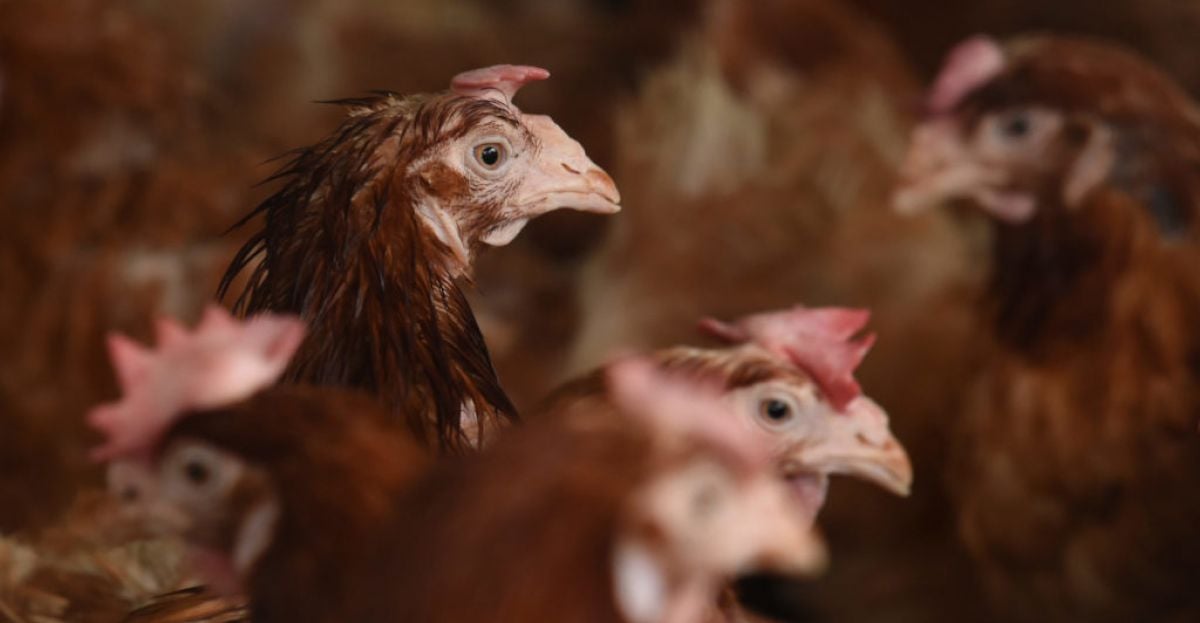 Thousands of battery hens facing slaughter need homes thumbnail
