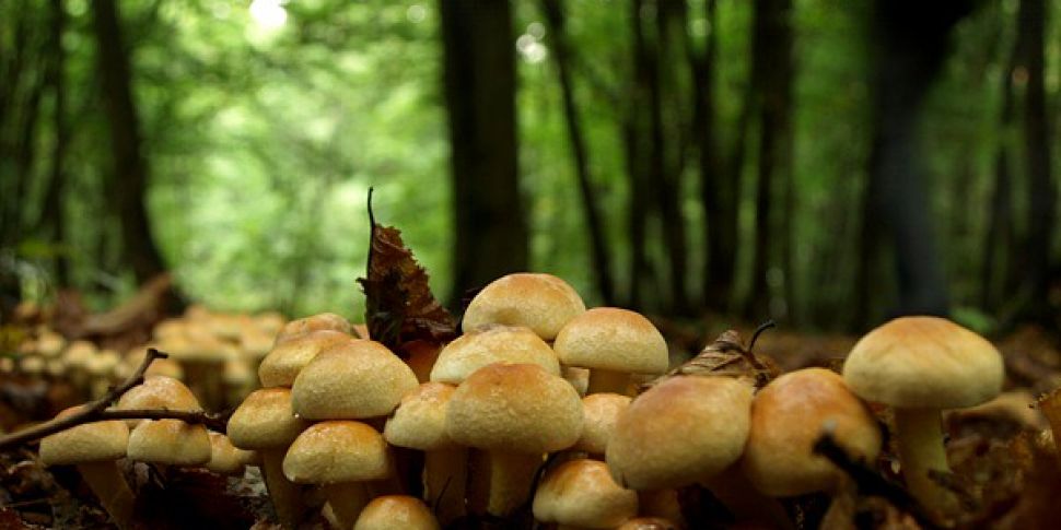Dangers Of Eating Wild Mushroo...