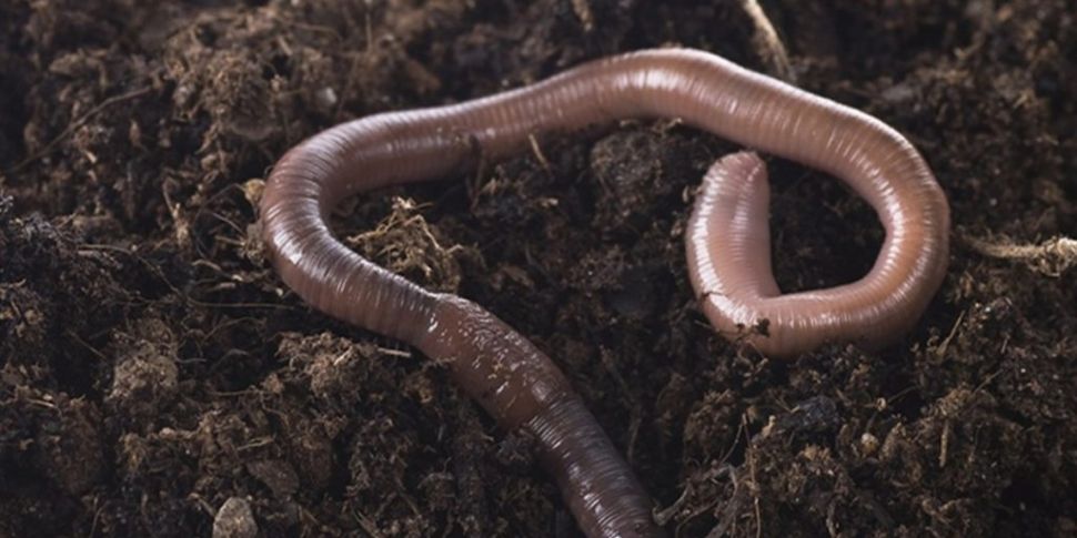 'Global Worming' - Earthworms...