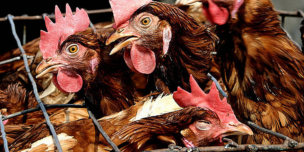 Outbreak of birdflu in Norther...